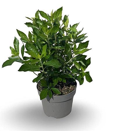 Clethra alnif. 'Hummingbird' Pot 4 Liter 40 - 50 cm