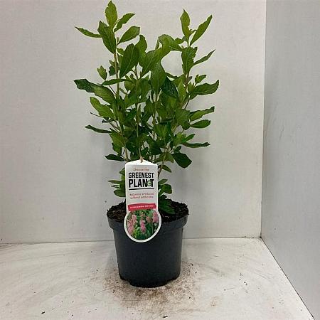Clethra alnif. 'Ruby Spice' Pot 3 Liter 40 - 50 cm