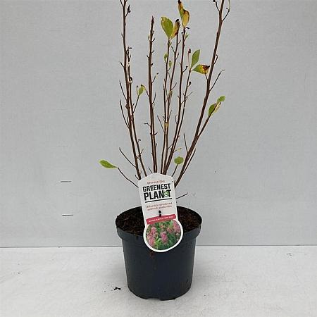 Clethra alnif. 'Ruby Spice' Pot 3 Liter 40 - 50 cm