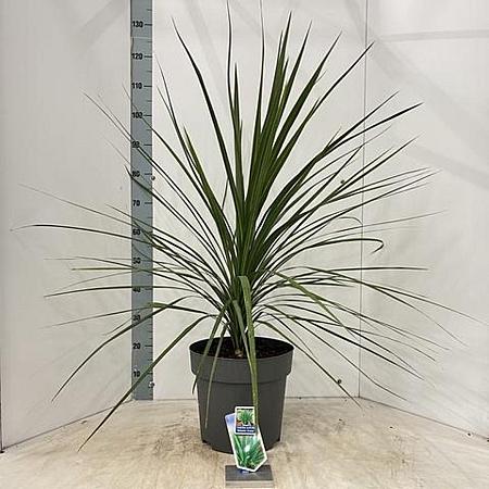 Cordyline aus. 'Atlantic Green' Pot 12 liter 70 - 80 cm