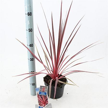 Cordyline aus. Charlie Boy Pot 3 Liter 30 - 40 cm