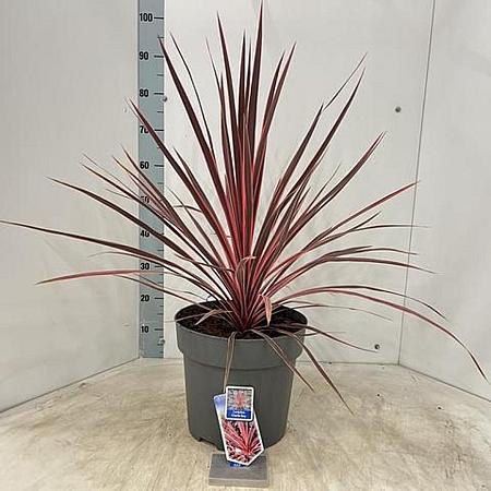 Cordyline aus. Charlie Boy Pot 12 liter 70 - 80 cm