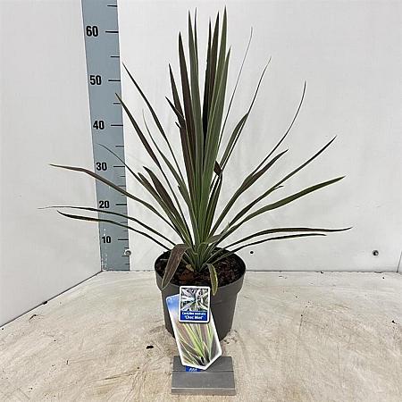 Cordyline aus. 'Chocolate Mint' Pot 3 Liter 30 - 40 cm