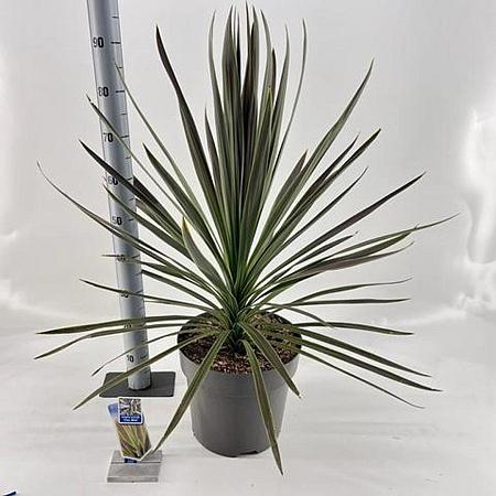 Cordyline aus. 'Chocolate Mint' Pot 12 liter 70 - 80 cm