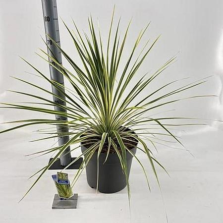 Cordyline aus. Lime Passion Pot 12 liter 70 - 80 cm