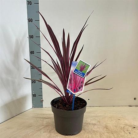 Cordyline aus. Pink Passion Pot 3 Liter 30 - 40 cm
