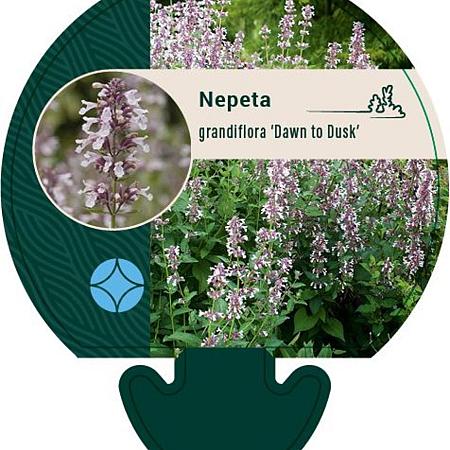 Nepeta grandiflora 'Dawn to Dusk' Pot 9 cm