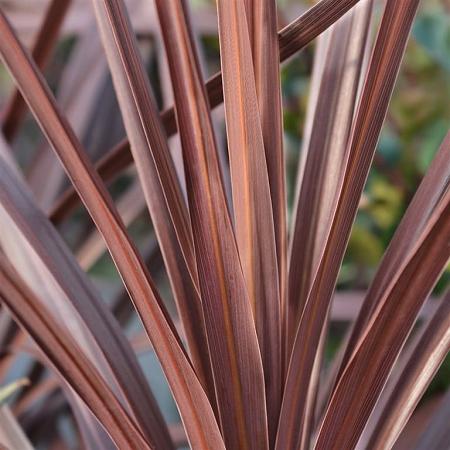 Cordyline aus. 'Red Star' Pot 3 Liter 30 - 40 cm