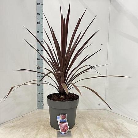 Cordyline aus. 'Red Star' Pot 12 liter 70 - 80 cm