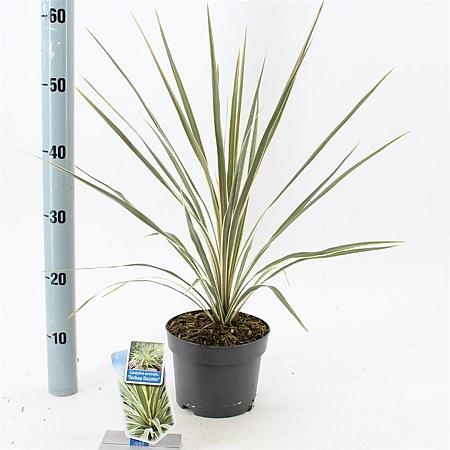 Cordyline aus. 'Torbay Dazzler' Pot 3 Liter 30 - 40 cm