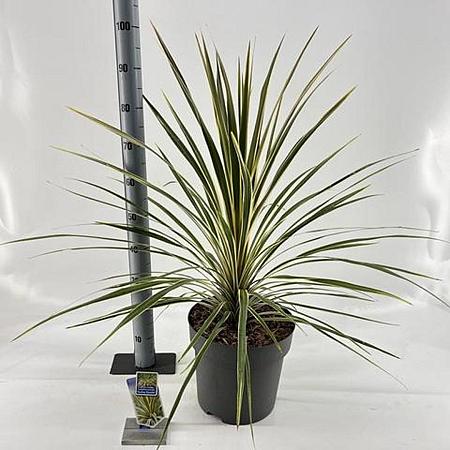 Cordyline aus. 'Torbay Dazzler' Pot 12 liter 70 - 80 cm