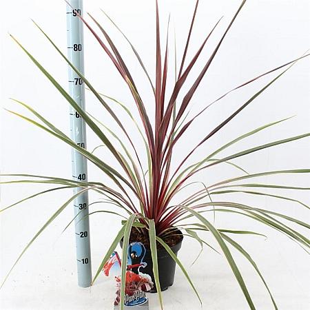 Cordyline 'Can Can' Pot 3 Liter 30 - 40 cm