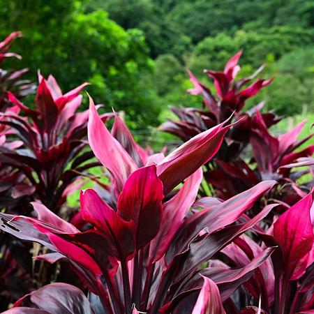 Cordyline 'Can Can' Pot 12 liter 70 - 80 cm