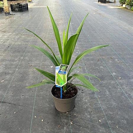 Cordyline Emerald star / Superstar Pot 3 Liter 30 - 40 cm