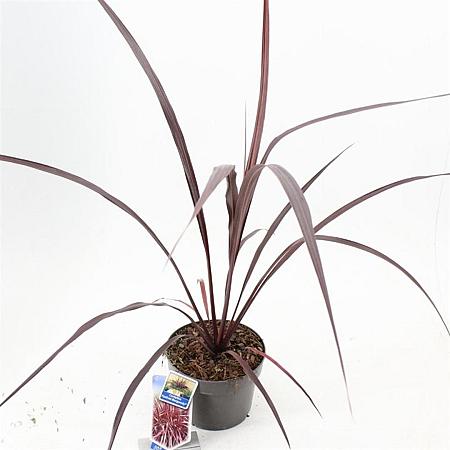 Cordyline Festival Burgundy Pot 3 Liter 30 - 40 cm
