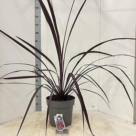 Cordyline Festival Burgundy Pot 12 liter 70 - 80 cm