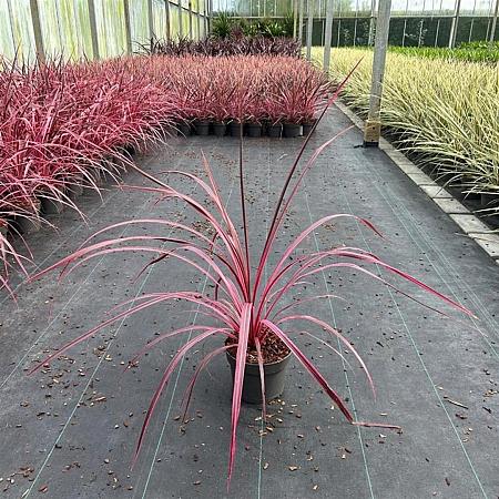 Cordyline Festival Raspberry Pot 3 Liter 30 - 40 cm