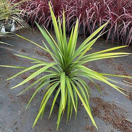 Cordyline indivisa 'Peko' Pot 12 liter 70 - 80 cm