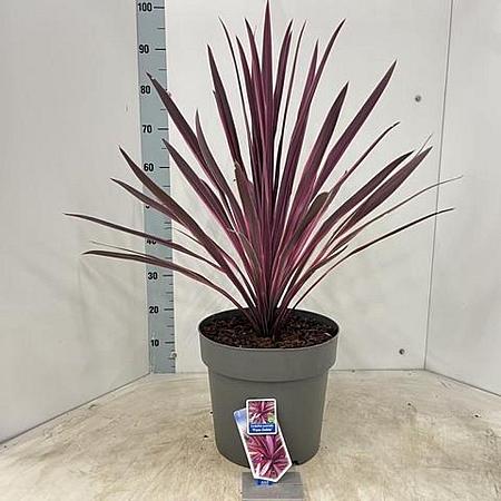 Cordyline 'Paso Doble' Pot 12 liter 70 - 80 cm