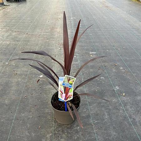 Cordyline Superstar Pot 3 Liter 30 - 40 cm