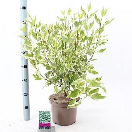 Cornus alba 'Elegantissima' Pot 5 Liter 60 - 80 cm