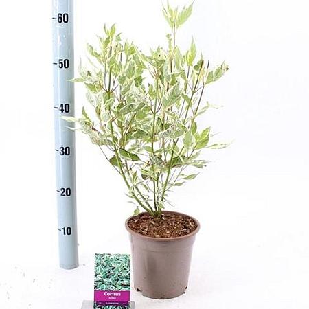 Cornus alba 'Elegantissima' Pot 2 Liter40 - 60 cm