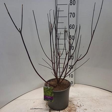 Cornus alba 'Kesselringii' Pot 5 Liter 60 - 80 cm