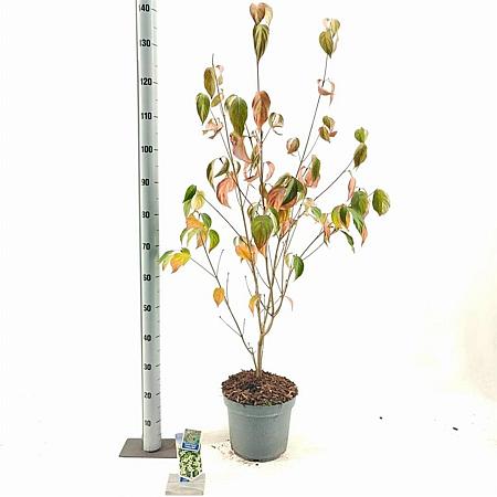 Cornus k. 'China Girl' Pot 7,5 Liter 60 - 80 cm