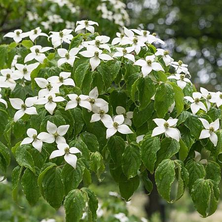 Cornus kousa chinensis Pot 50 Liter 150 - 175 cm