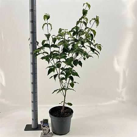 Cornus k. 'Milky Way' Pot 7,5 Liter 60 - 80 cm
