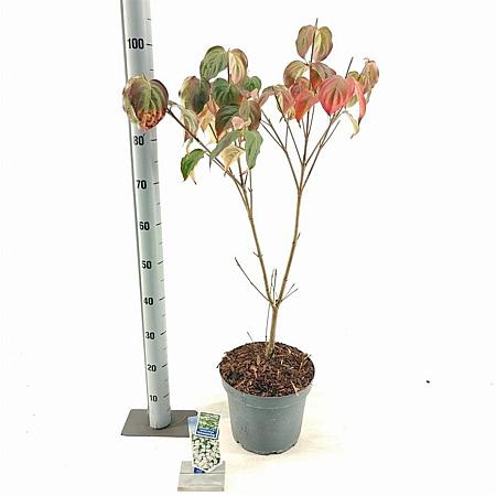 Cornus k. 'Schmetterling' Pot 7,5 Liter 60 - 80 cm