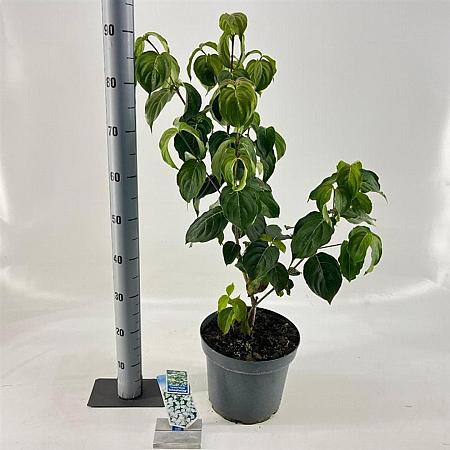 Cornus k. 'Schmetterling' Pot 7,5 Liter 60 - 80 cm