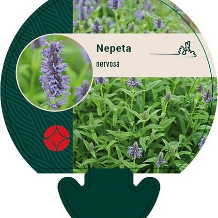 Nepeta nervosa Pot 9 cm