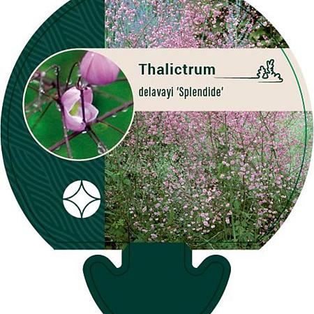 Thalictrum del. 'Splendide' Pot 9 cm