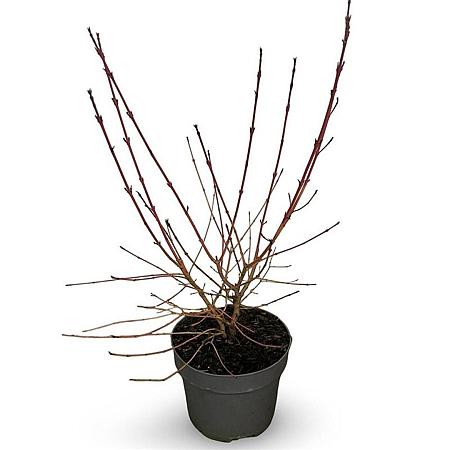 Cornus sang. 'Midwinter Fire' Pot 4 Liter 40 - 60 cm