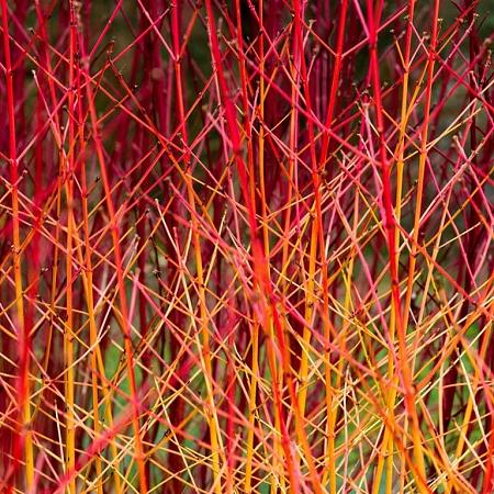 Cornus sang. 'Midwinter Fire' Pot 4 Liter 40 - 60 cm