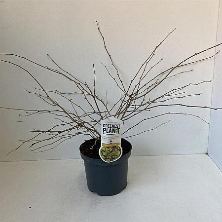 Corylopsis pauciflora Pot 3 Liter 30 - 40 cm