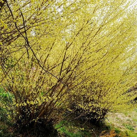 Corylopsis pauciflora Pot 20 Liter 80 - 100 cm