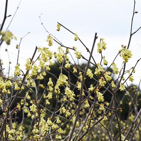 Corylopsis spicata Pot 20 Liter 60 - 80 cm