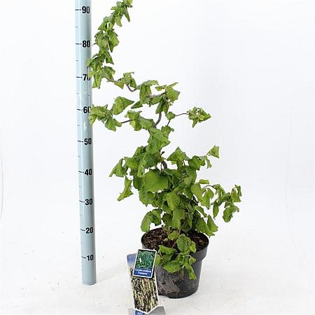 Corylus a. 'Contorta' Pot 5 Liter 60 - 70 cm
