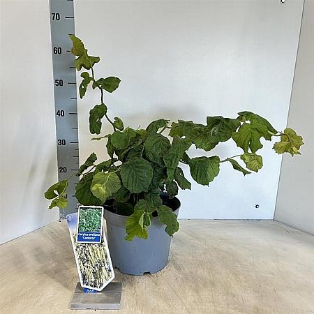 Corylus a. 'Contorta' Pot 5 Liter 60 - 70 cm