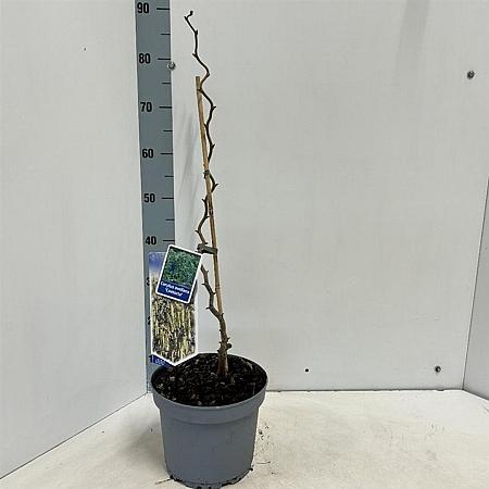 Corylus a. 'Contorta' Pot 5 Liter 60 - 70 cm