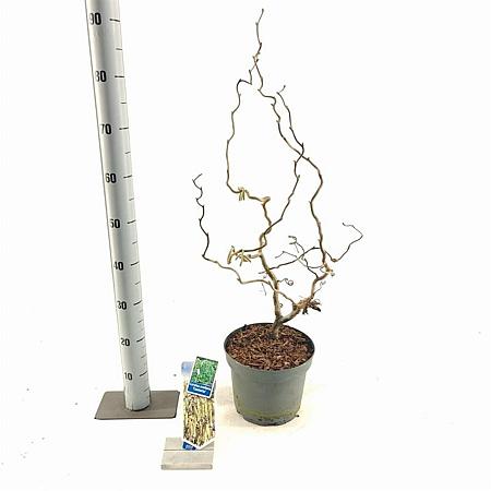 Corylus a. 'Contorta' Pot 5 Liter 60 - 70 cm