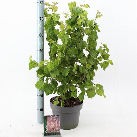 Corylus a. Medusa Pot 5 Liter 60 - 70 cm