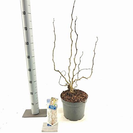 Corylus a. Medusa Pot 5 Liter 60 - 70 cm