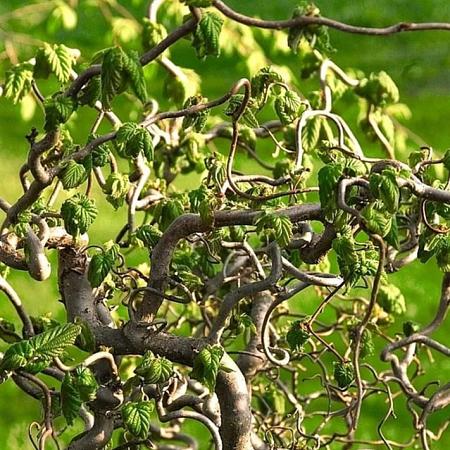 Corylus a. Medusa Pot 5 Liter 60 - 70 cm
