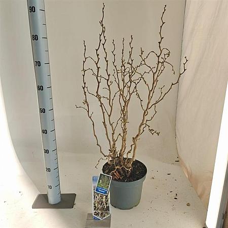 Corylus a. 'Twister' Pot 5 Liter 60 - 70 cm