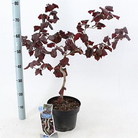 Corylus 'Red Majestic' Pot 5 Liter 60 - 70 cm