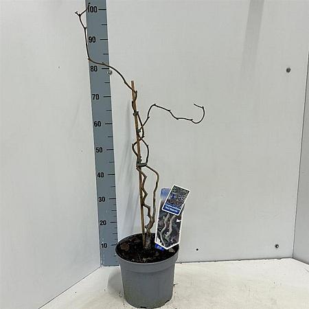 Corylus 'Red Majestic' Pot 5 Liter 60 - 70 cm