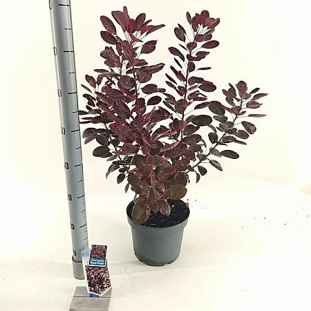 Cotinus cog. 'Royal Purple' Pot 5 Liter 60 - 80 cm